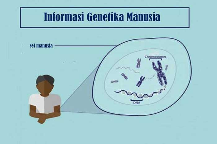 Informasi Genetika Manusia