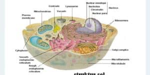 Struktur Sel Dalam Tubuh Manusia