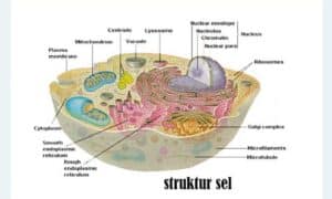 Struktur Sel Dalam Tubuh Manusia