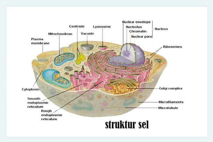 Struktur Sel Dalam Tubuh Manusia