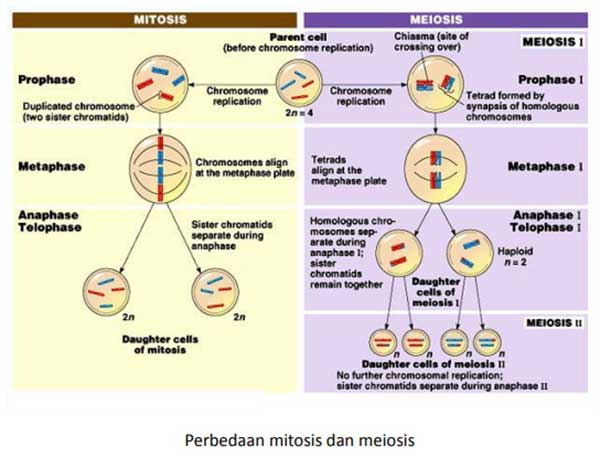 mitosis dan meiosis