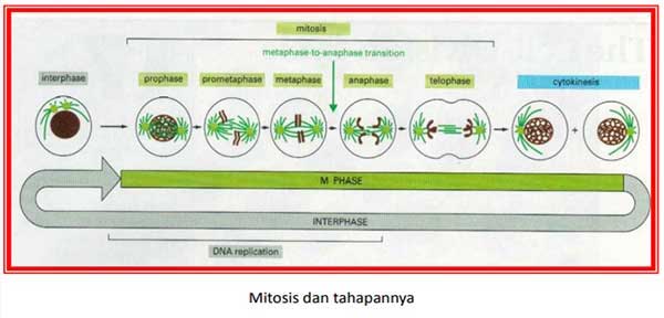 mitosis