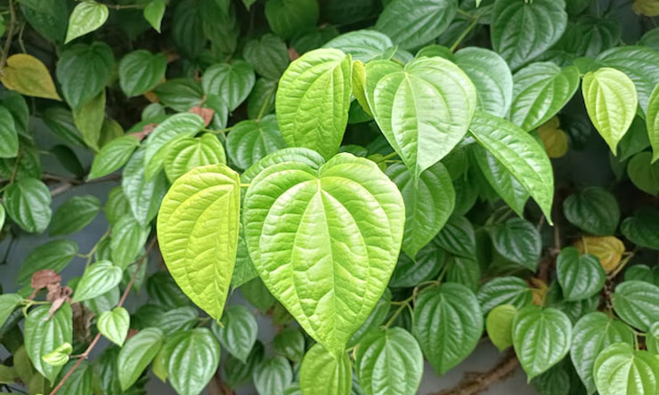 Daun Sirih